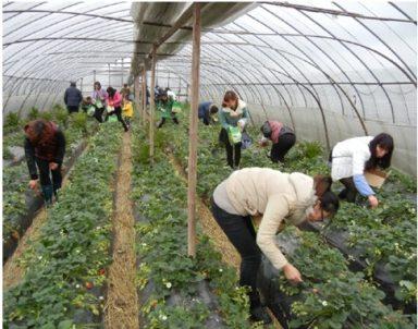 喜迎“三八節(jié)”——記草莓采摘活動(dòng)