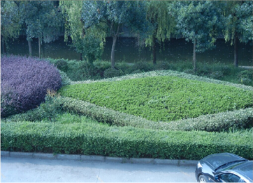 “美化公司、去除雜草、清理死角”------記黨員月主題活動(dòng)